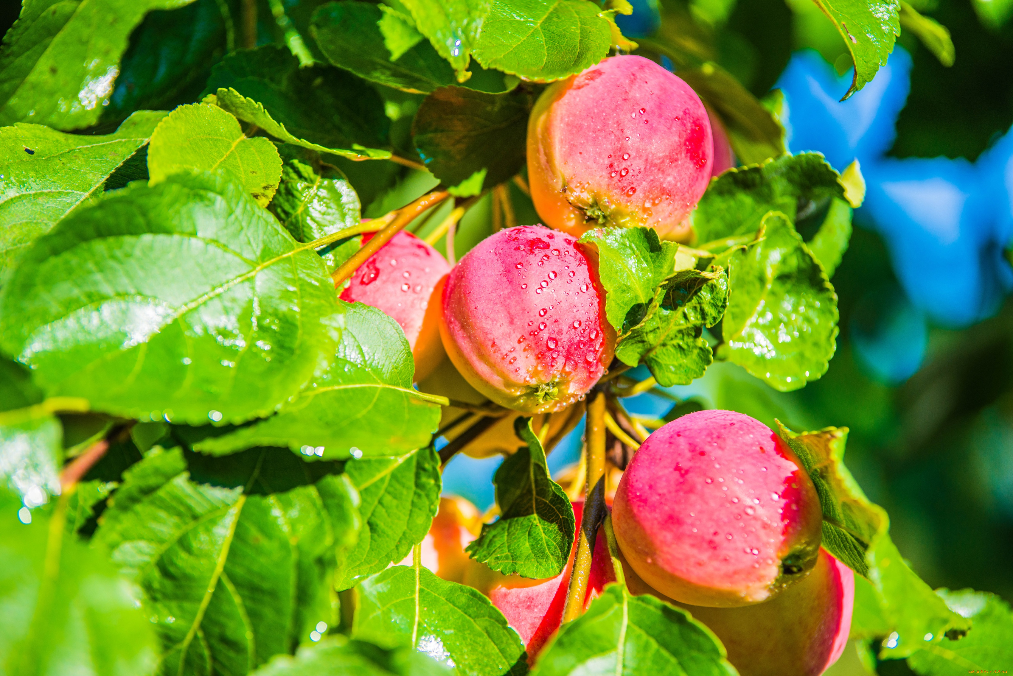 Хорошо лето плодами. Яблоки на дереве. Яблоня красивое. Спелые яблоки. Яблоки на ветке.